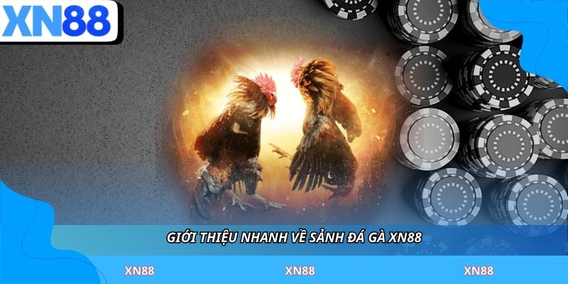 Giới thiệu nhanh về sảnh đá gà XN88 